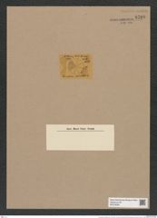 Coscinodiscus fimbriatus Ehr. (de-Toni-Nr.: Genus 202, Species 5042) Zeichnungen Sammlung Grunow Nr. 8788 (NHMW-BOT-W0378390)